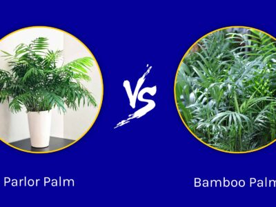 A Parlor Palm vs. Bamboo Palm: Which One Is Right for Your Space?