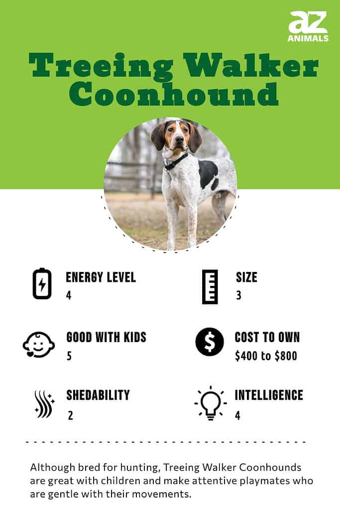 redtick coonhounds treeing