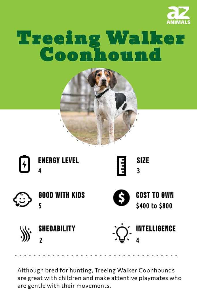 Treeing walker coonhound store weight