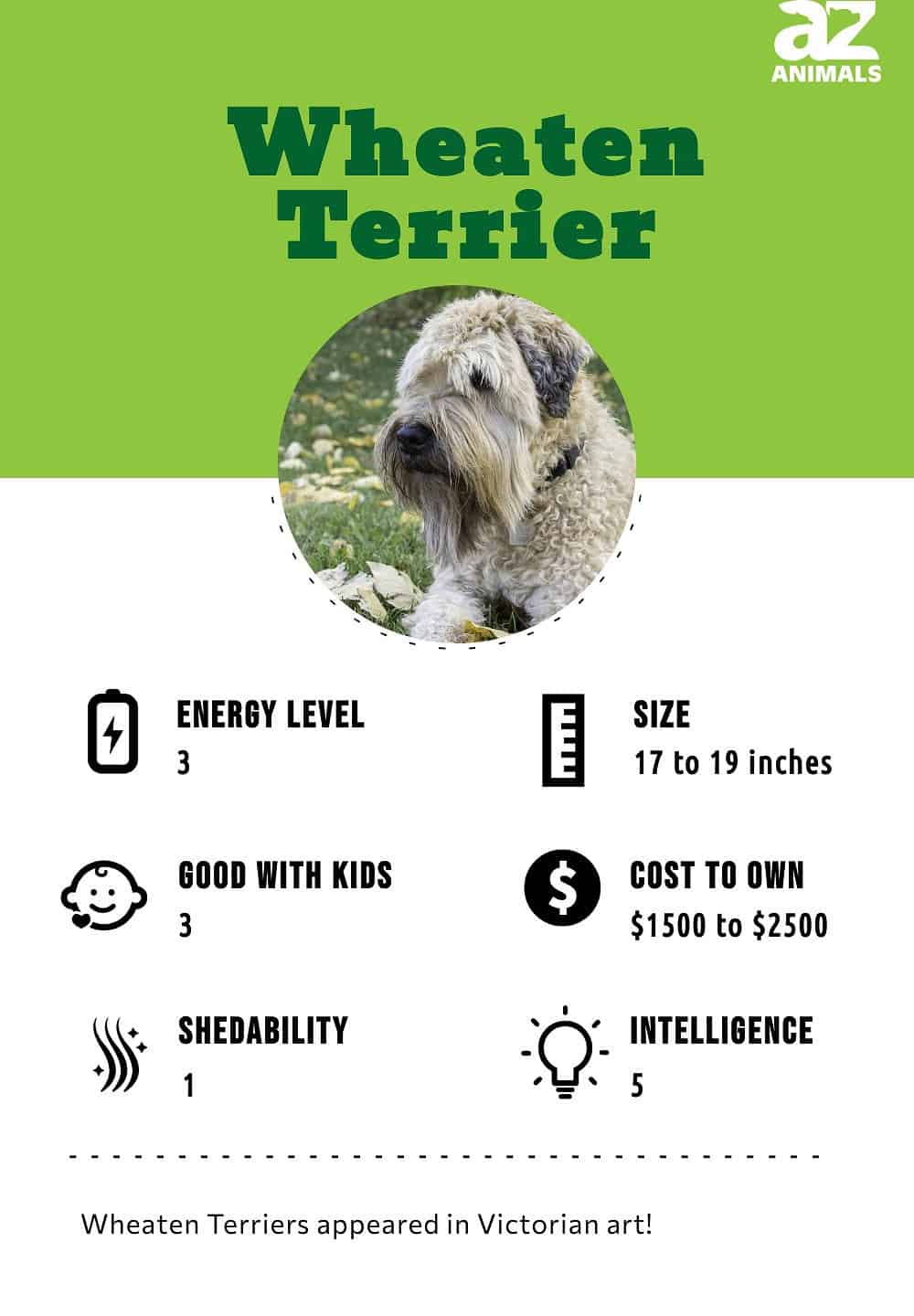 Best food shop for wheaten terrier