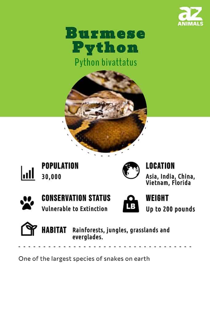 Burmese Python Infographic