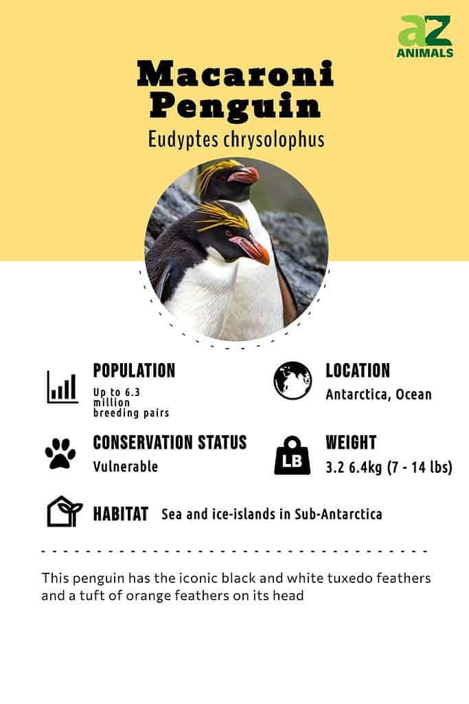 Macaroni Penguin Bird Facts Eudyptes