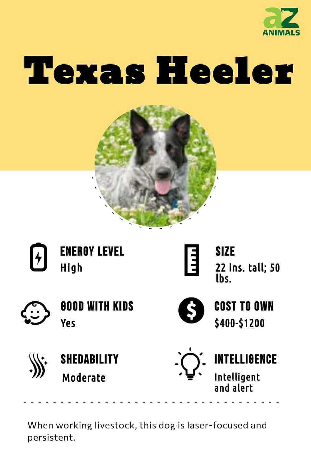 White texas hot sale heeler