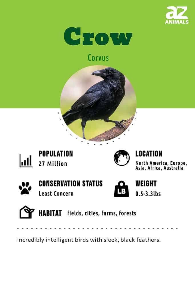 Rook - Bird Factfile