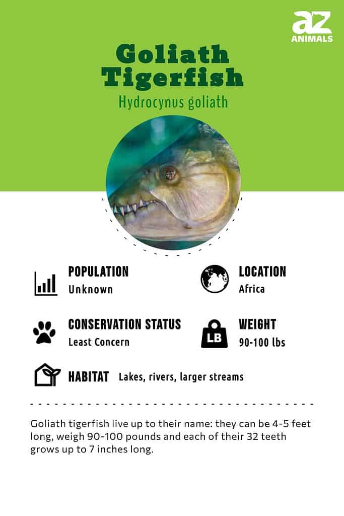 Goliath Tigerfish, Additional Creatures Wiki