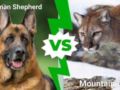 A German Shepherd vs. Mountain Lion: Which Animal Would Win a Fight?