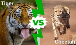 Tiger vs. Cheetah: Which Big Cat Would Win a Fight? Picture