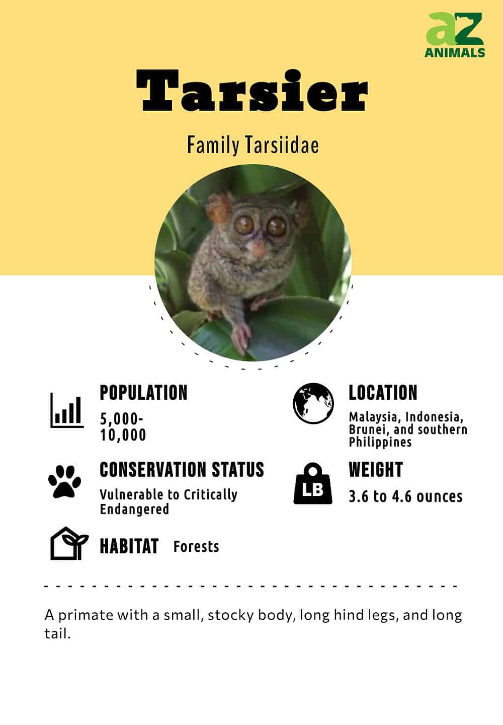 tarsier eating snake