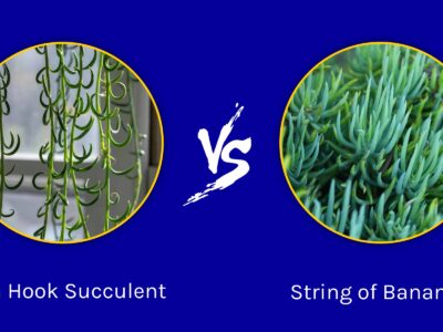 A Fish Hook Succulent vs. String of Bananas: How to Tell the Difference