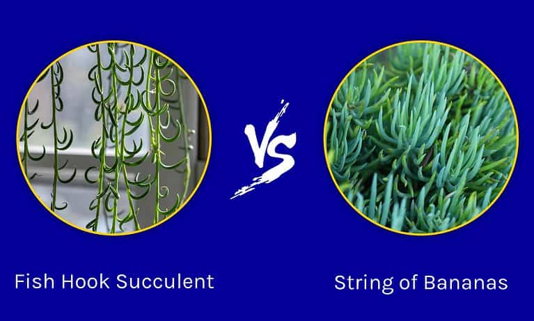 fish hook succulent vs. string of bananas