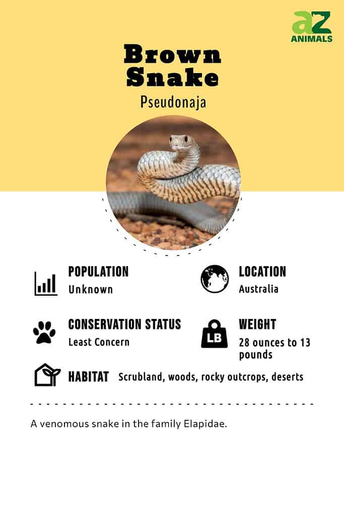 Brown snake infographic