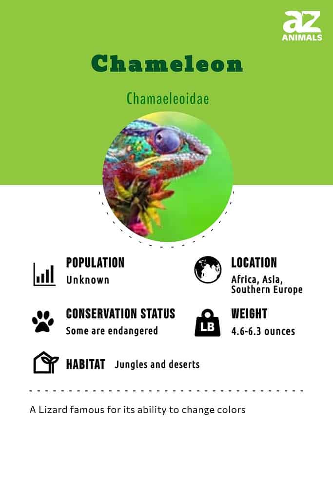 Chameleon infographic