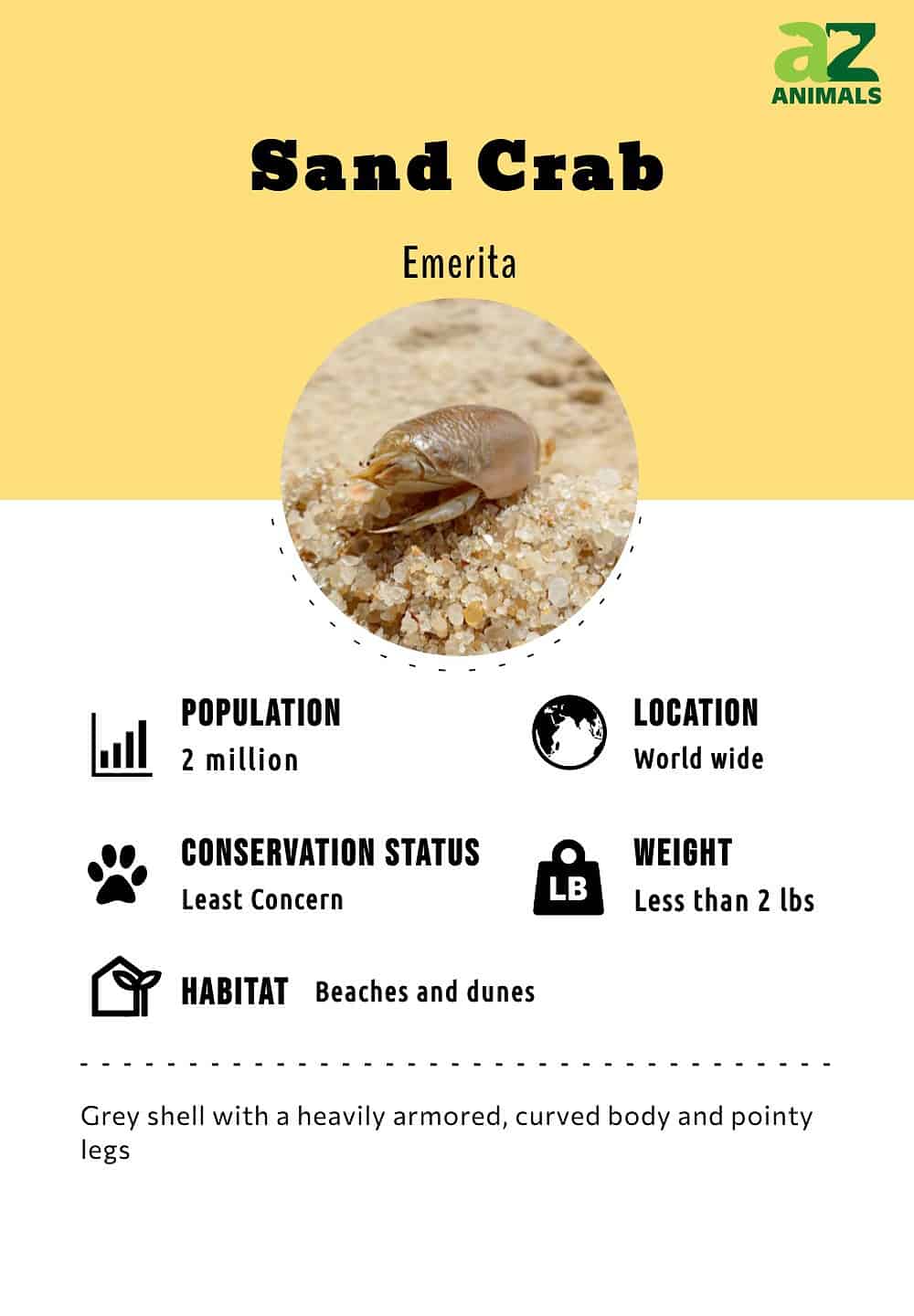 Sand Crab Animal Facts - A-Z Animals