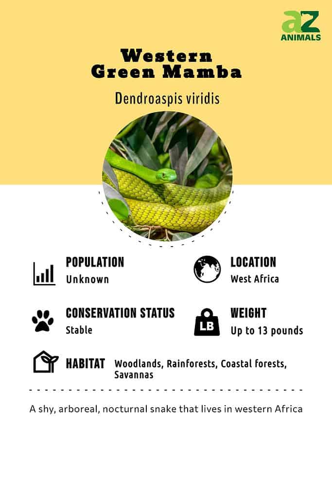 Western Green Mamba Infographic