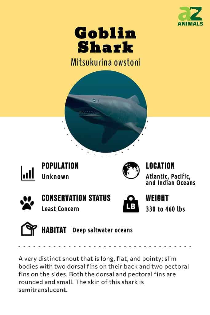 Goblin Shark Facts