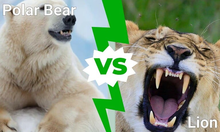 Polar Bear vs Lion