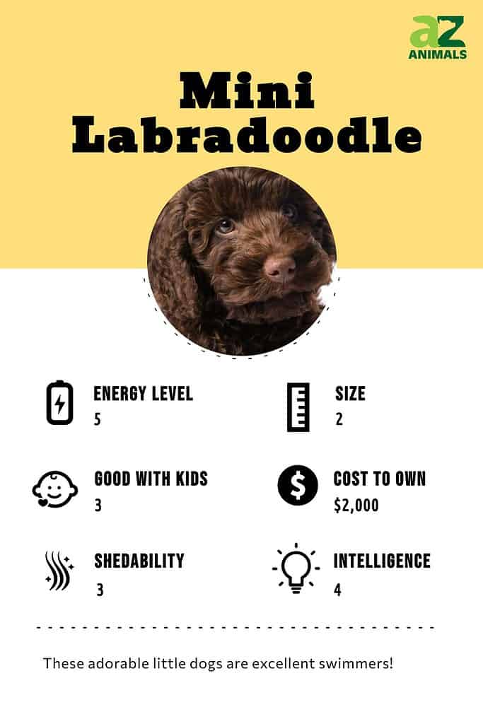 Labradoodle puppy clearance feeding chart