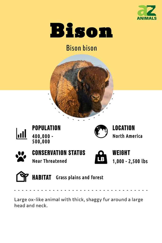 10 Incredible Buffalo Facts - A-Z Animals