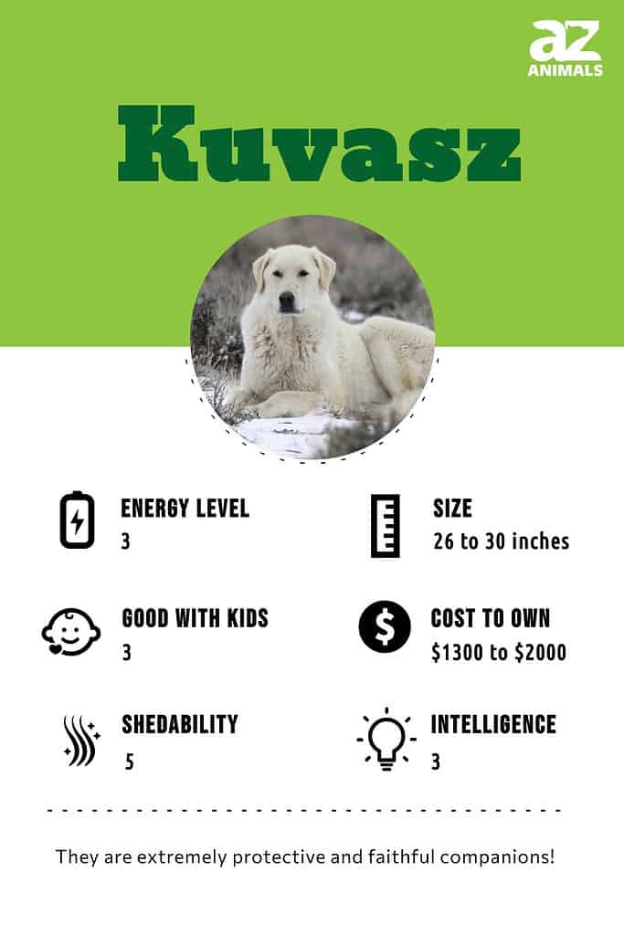 Kuvasz cost sale