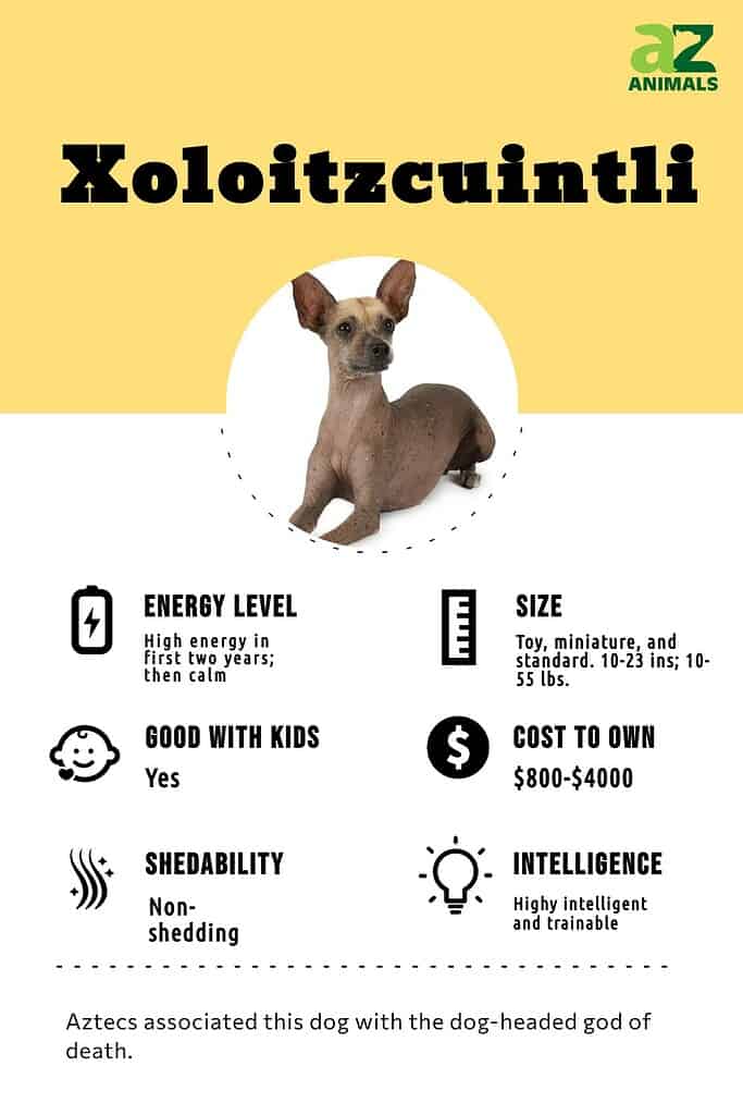 Xoloitzcuintli cost hot sale