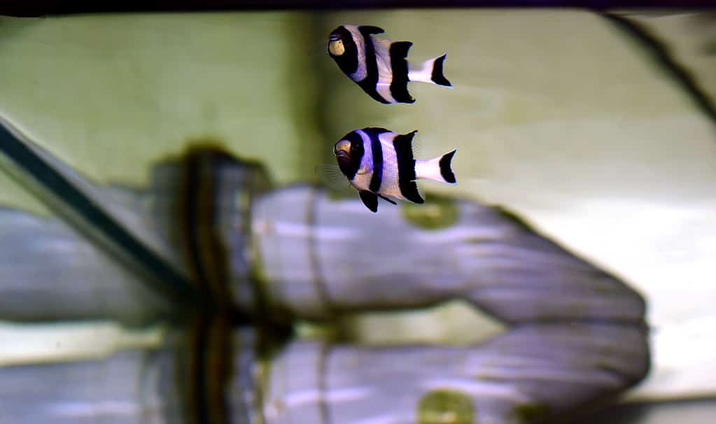 Four stripe damselfish in an aquarium