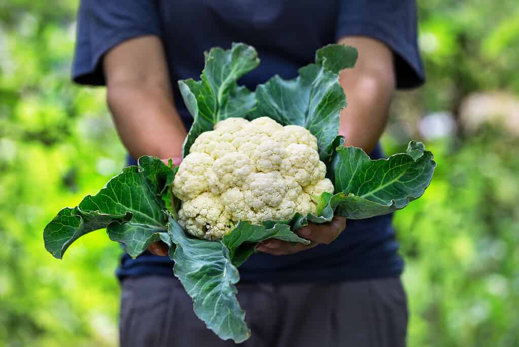 Gardener holds a head of caulifower against the background of a green garden