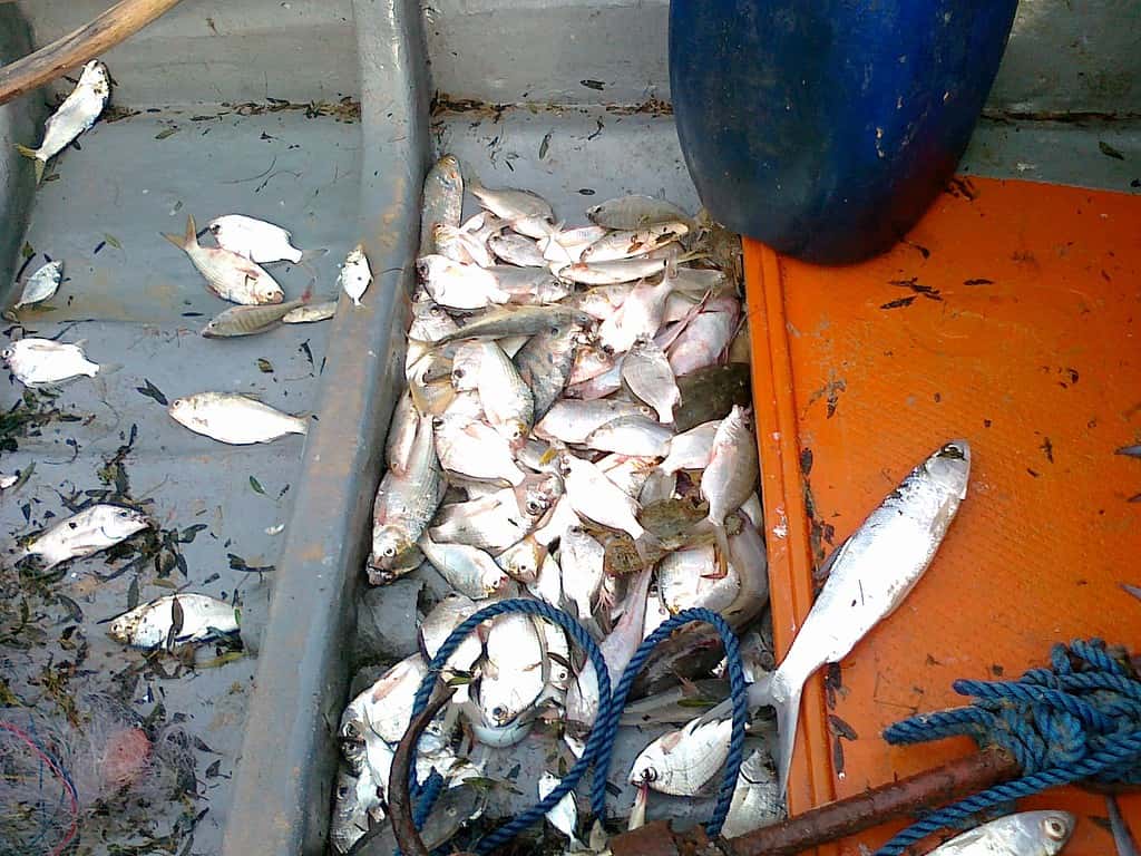 Pile golden shiners at the bottom of a boat