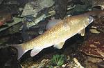 Golden shiner