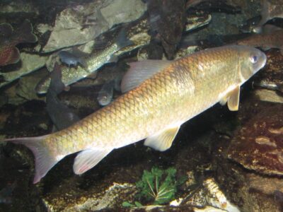 A Golden Shiner