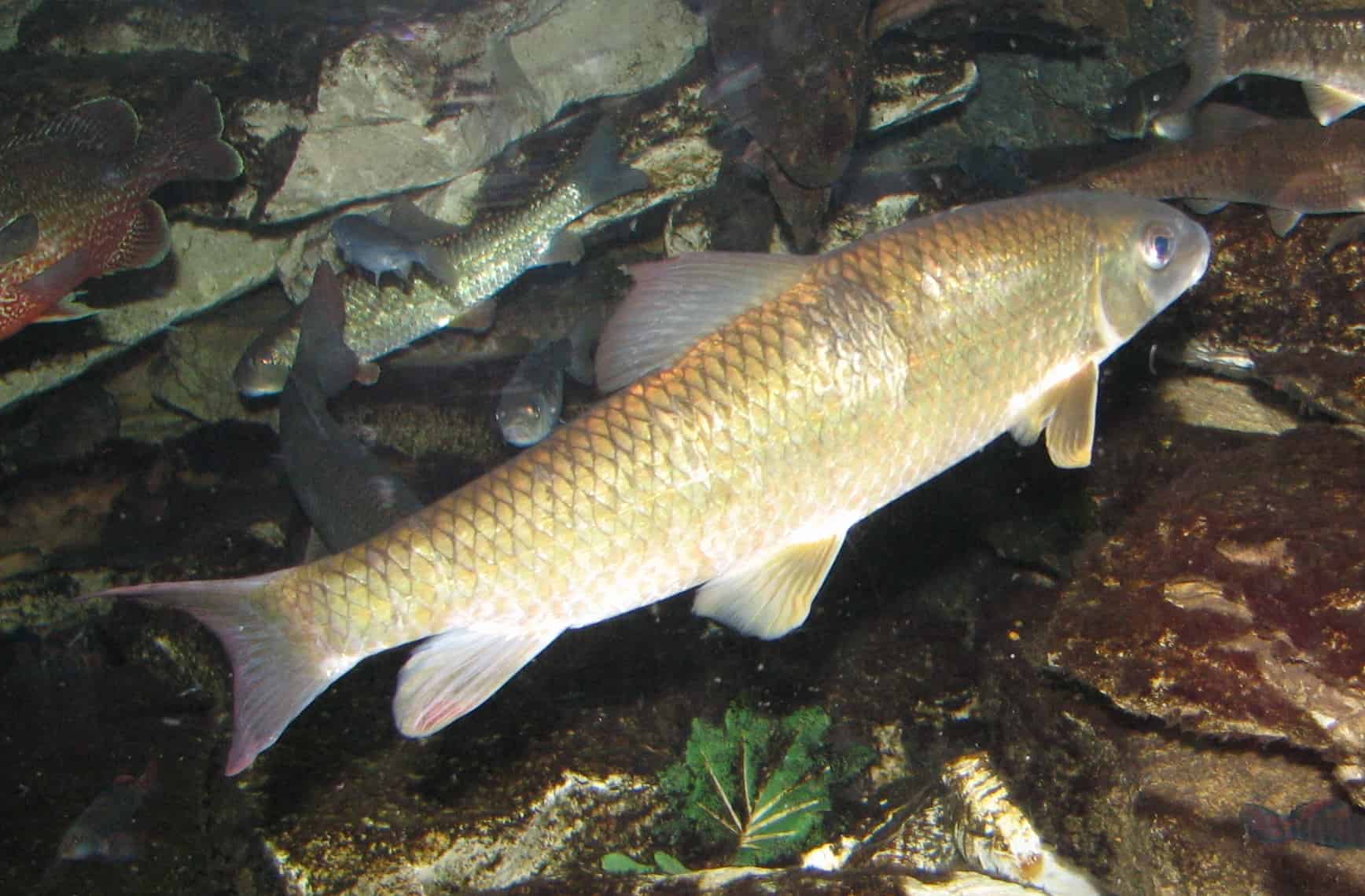 Golden Shiner Fish Facts  Notemigonus crysoleucas - A-Z Animals