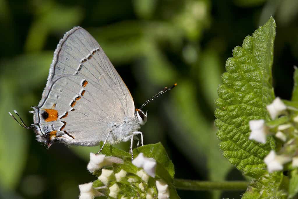 Gray hairstreak sits on lantana blooms