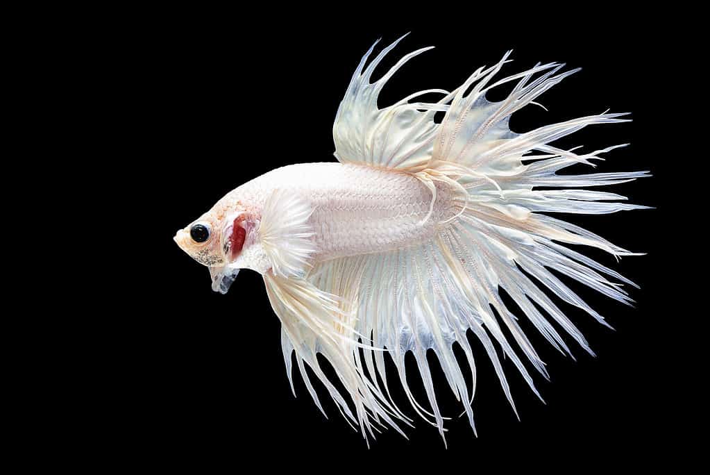 Crowntail fighter fish