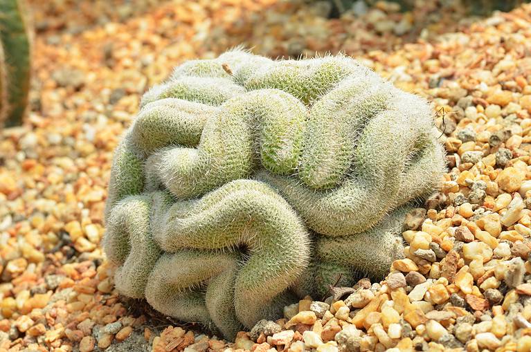A small brain cactus growing out of gravel.