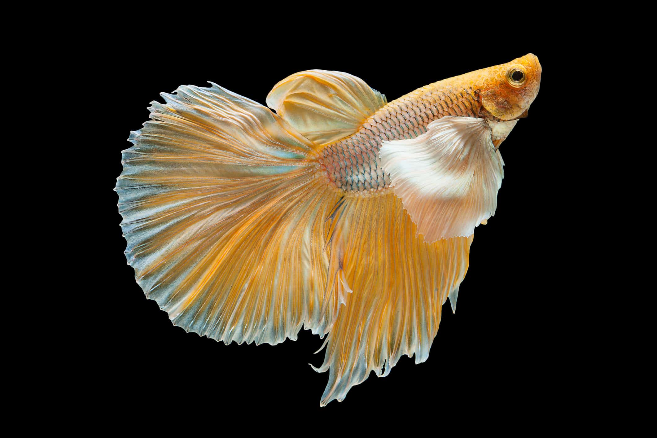 yellow freshwater tropical fish