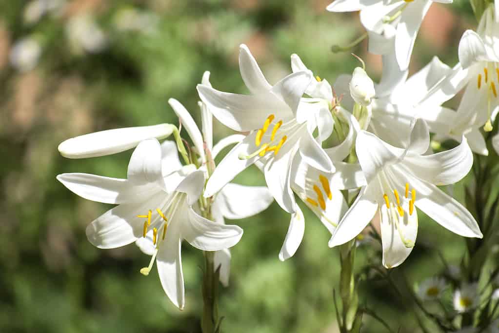 white lilies