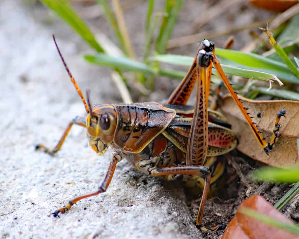 Eastern Lubber grasshopper female laying eggs