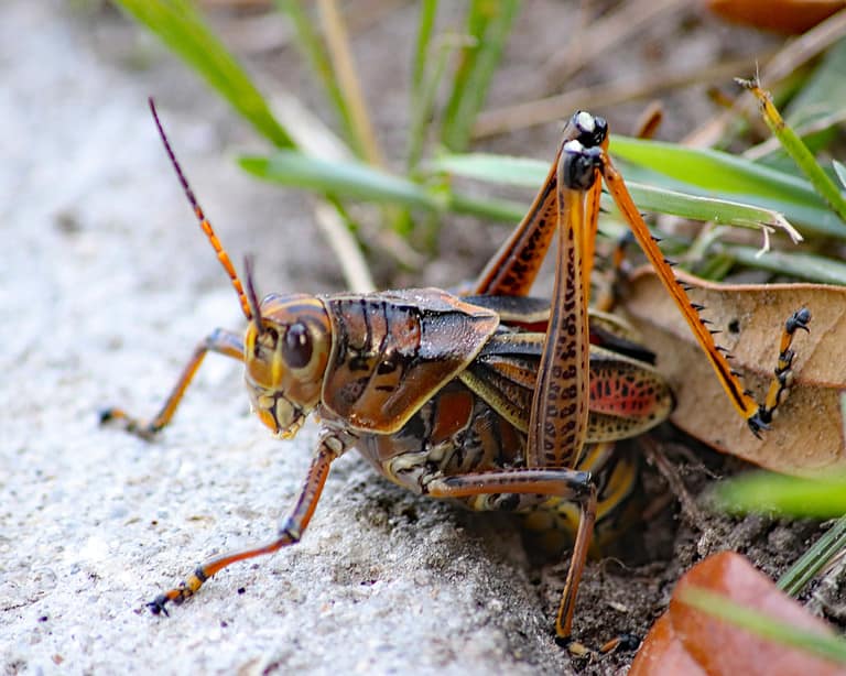 10 Incredible Grasshopper Facts - A-Z Animals