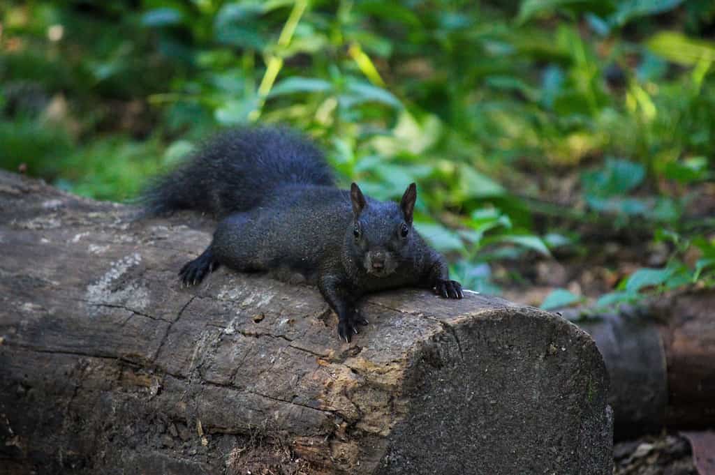 Squirrel, Black Color, Animal Hair, Animal Wildlife, Bedtime