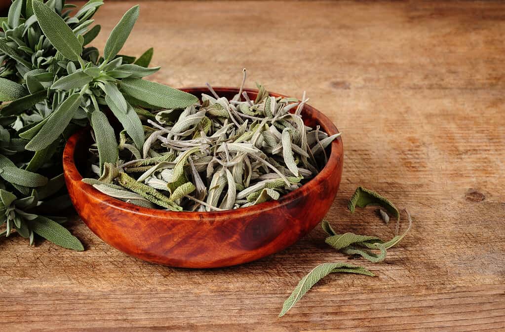 Sage becomes tastier when dried.