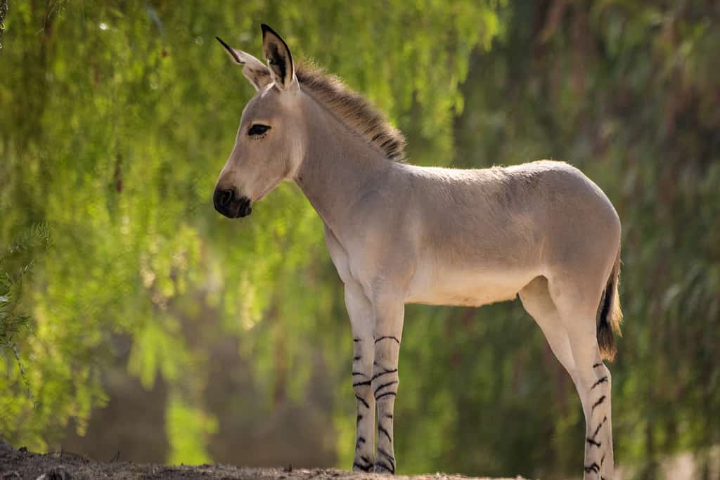 Somali Wild Ass