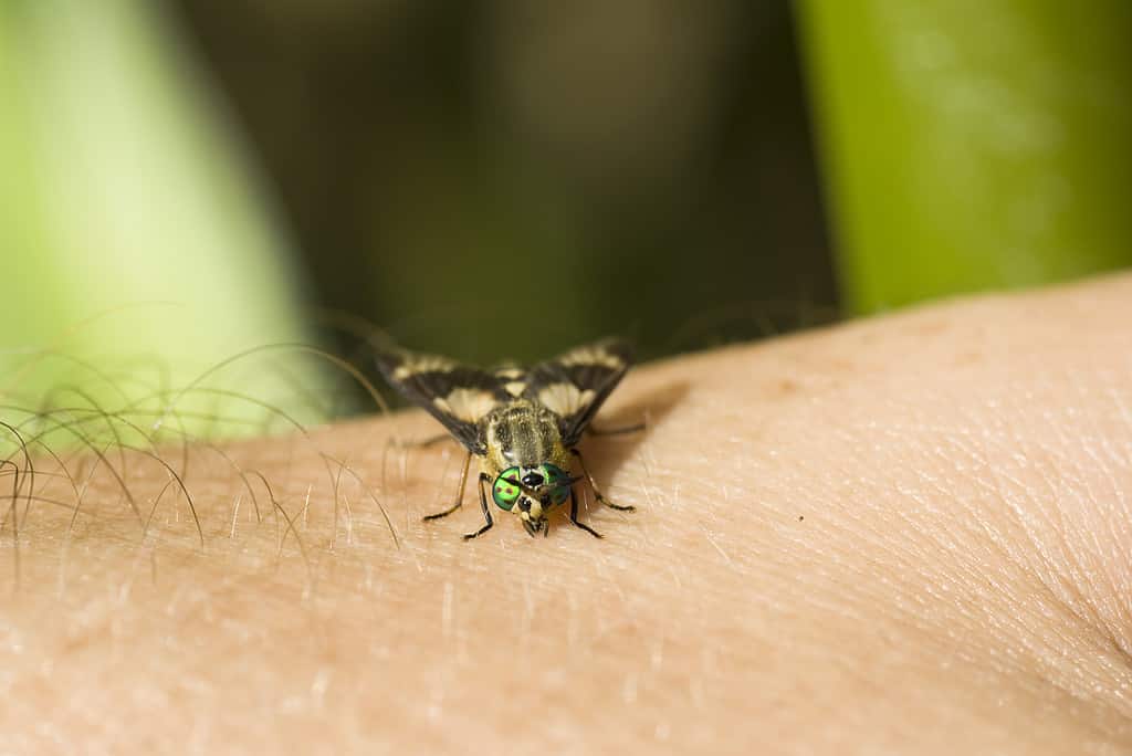 Female horseflies rely on blood to feed themselves.