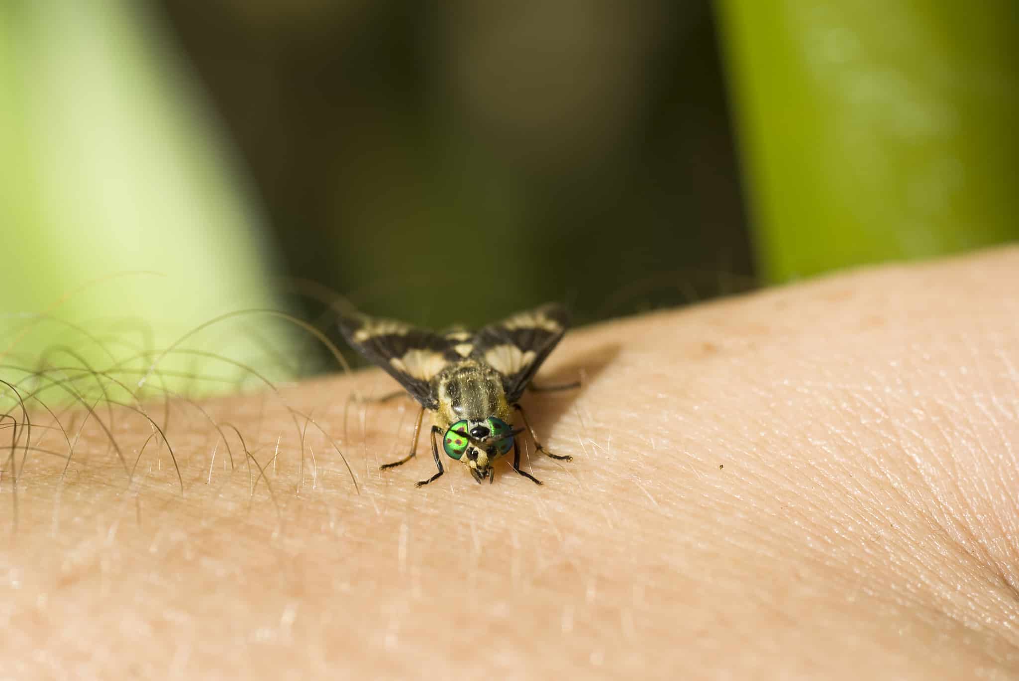 Horsefly Bites What They Look Like, How to Treat AZ Animals