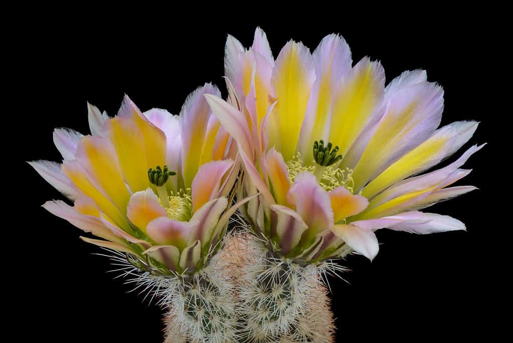 Echinocereus dasyacanthus, Texas rainbow cactus