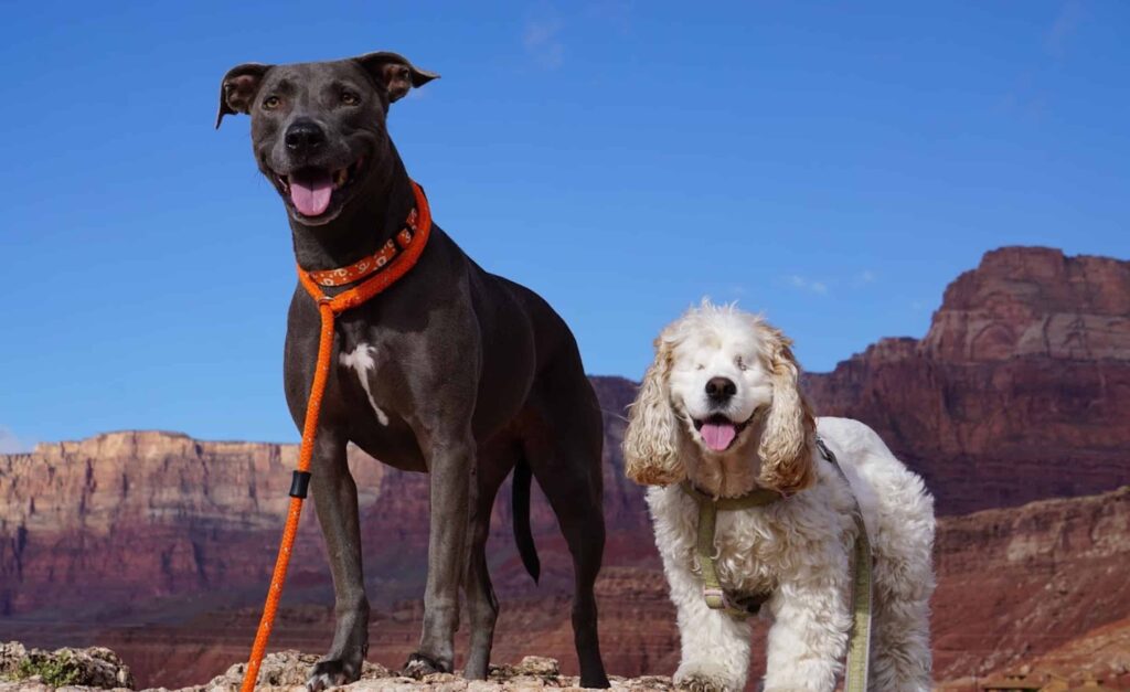 Blue Nose Lacy dog and a blind Cocker Spaniel standing on a mountain with the National Grand Canyon in the background with a vivid blue sky.