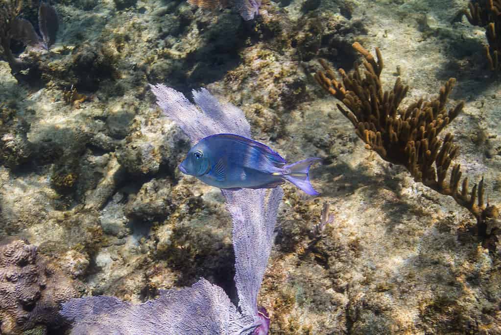 Acanthurus coeruleus (Atlantic blue tang)