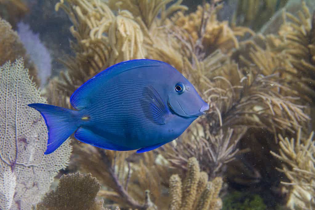 Atlantic blue tang (Acanthurus coeruleus)