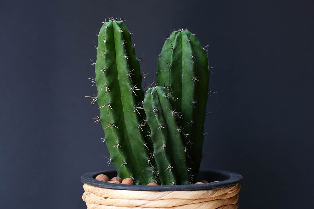 A potted Cereus repandus or Peruvian apple cactus against a black background.