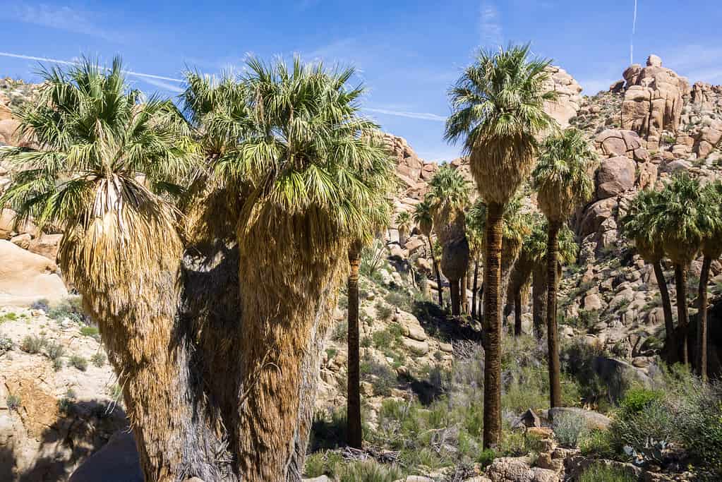 The California Fan Palm is a type of palm tree that originates in Arizona and California. This palm is slow-growing but is an attractive species, especially when it is mature. 