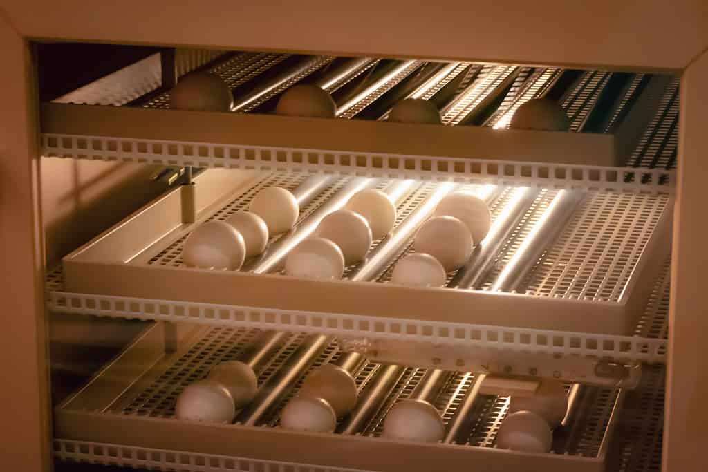 chicken eggs in incubator