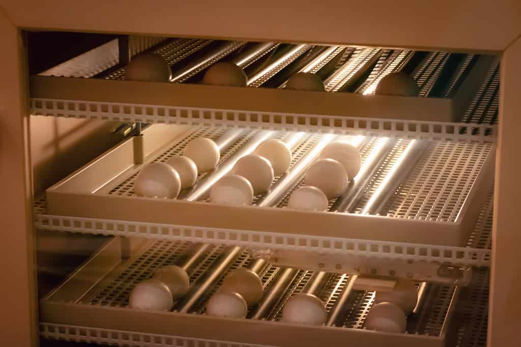 Incubation of chicken eggs in incubator